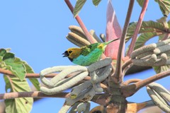 Tangara cyanoventris