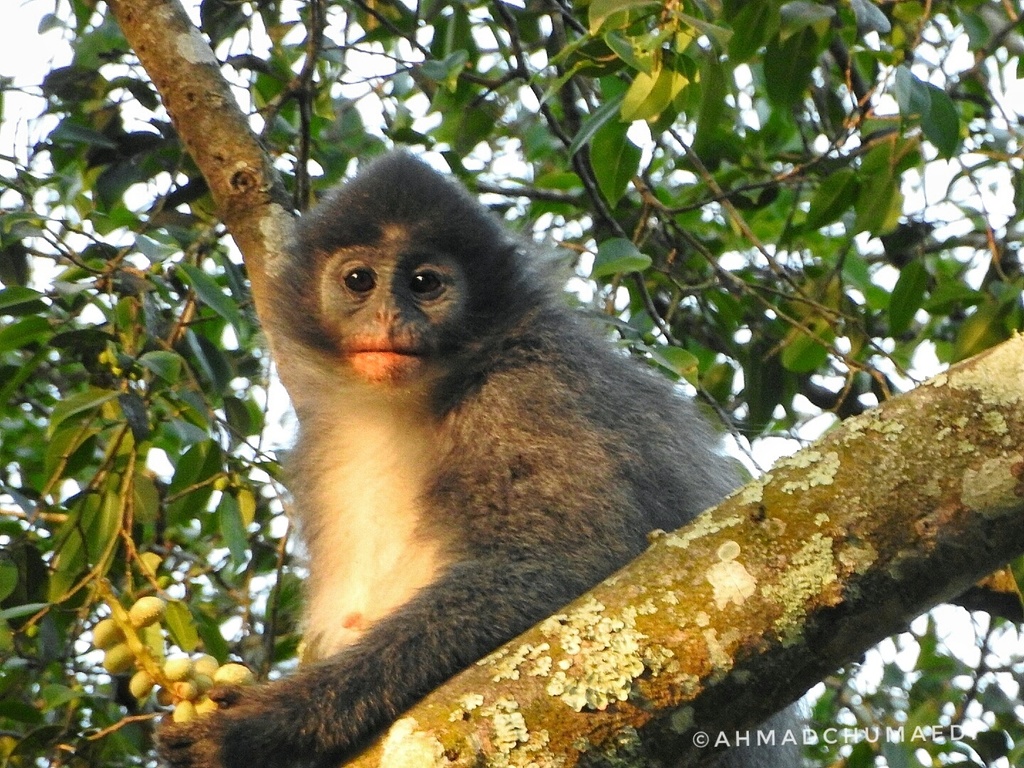 Presbytis comata fredericae