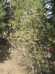 Acer glabrum