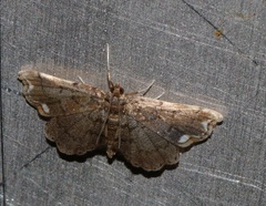 Neomusotima fuscolinealis