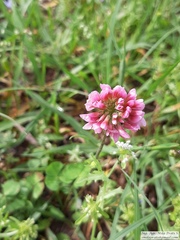 Trifolium polymorphum