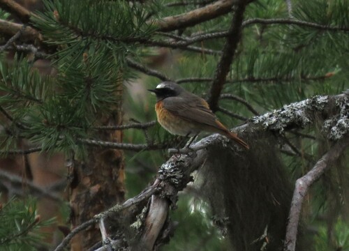 Common Redstart