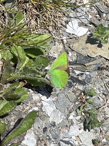 Green Hairstreak