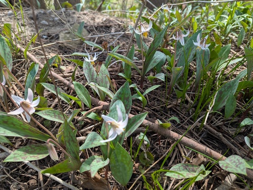 Erythronium albidum, photograph 3
