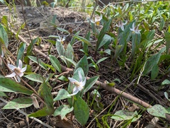 Erythronium albidum, photograph (c) Brad McLeod, some rights reserved (CC BY)