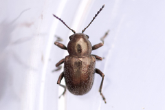 Graphops curtipennis
