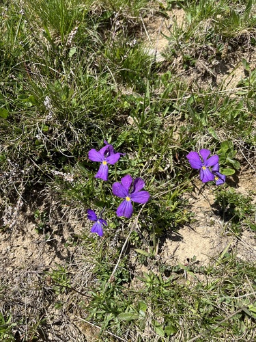 Long-spurred Violet