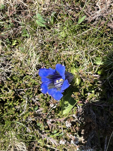 trumpet gentian