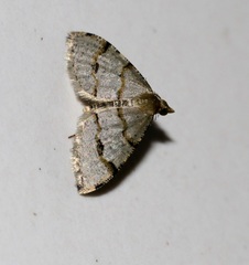 Chrioloba perpusilla