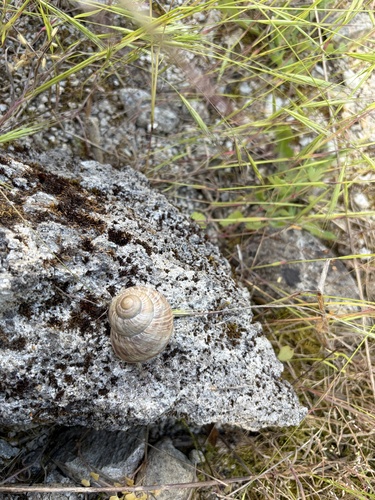 Ceramic Snail
