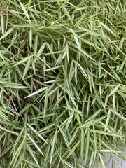 Pogonatherum paniceum