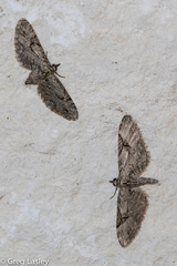 Eupithecia bolterii