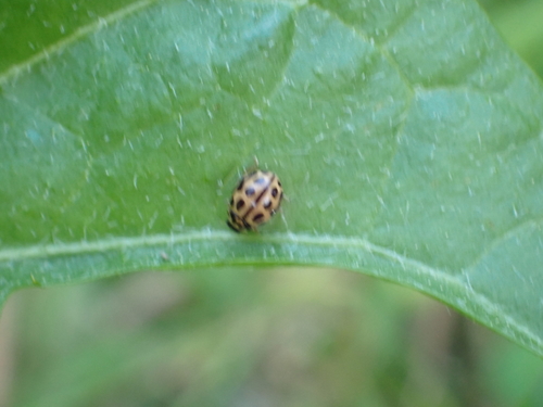 16-spot Ladybird