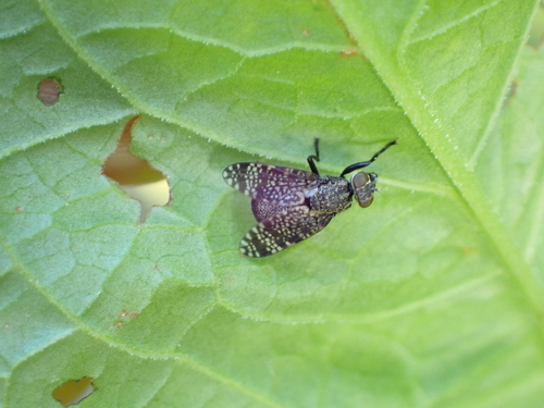 Dancing Kiss Fly