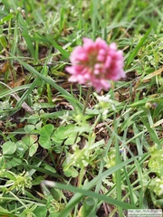 Trifolium polymorphum