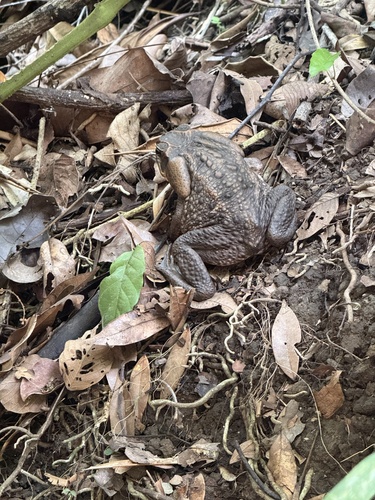 Giant Toad