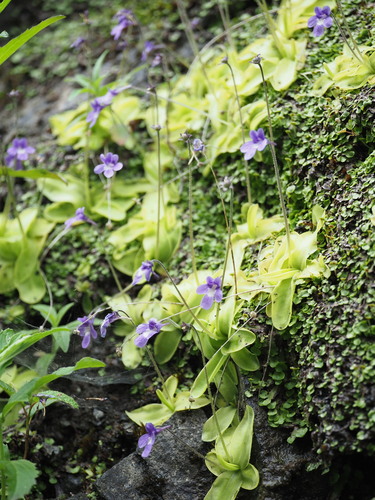 Pinguicula macroceras
