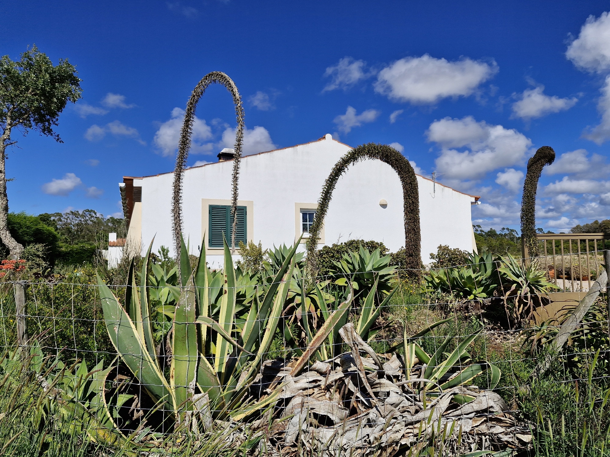 Imagem de Agave-dragão