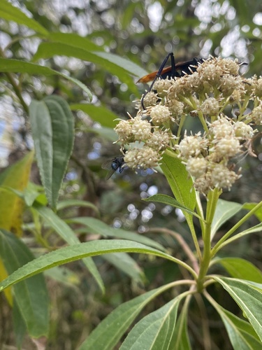 Blue Blowfly