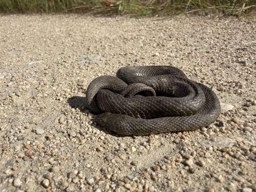 Tessellated Water Snake