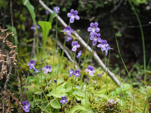 Pinguicula macroceras