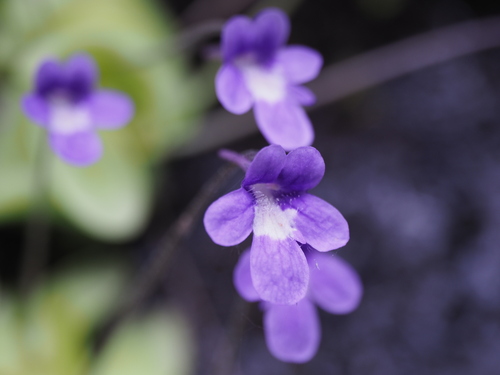 Pinguicula macroceras