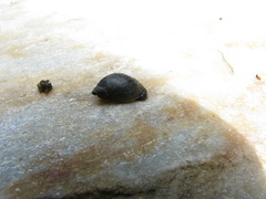 Pseudosuccinea columella