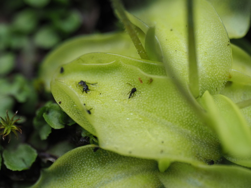 Pinguicula macroceras