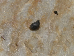 Pseudosuccinea columella