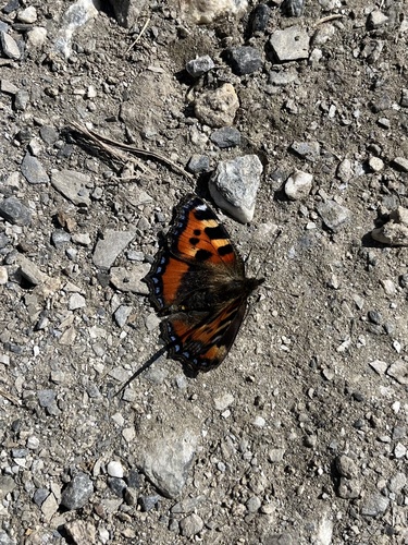 Small Tortoiseshell