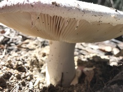 Amanita grossa
