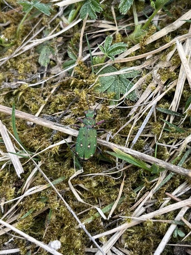 Green Tiger Beetle