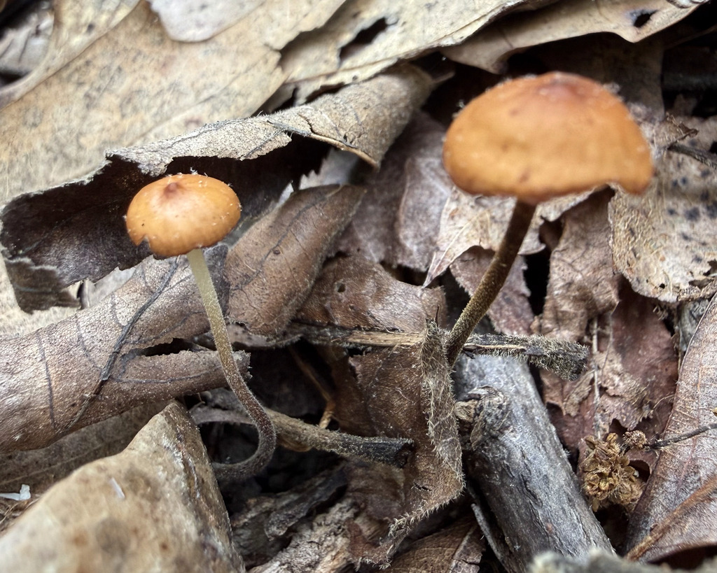 Hairy Long Stem Marasmius · May 2026 · photo: Photo: (c) Fluff Berger, some rights reserved (CC BY-SA) · iNaturalist