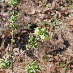 Lonicera fragrantissima