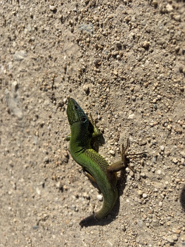 Green Lizard