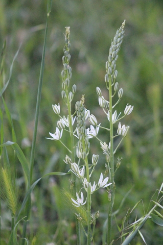 Ornithogalum narbonense, photograph 6