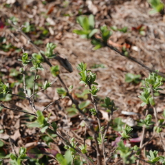 Lonicera fragrantissima