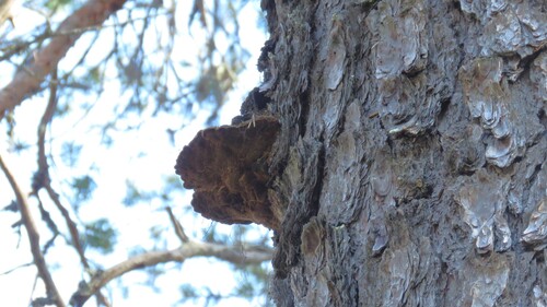 Pine Bracket