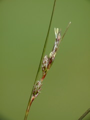 Carex traversii
