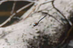 Helocordulia selysii