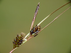 Carex traversii