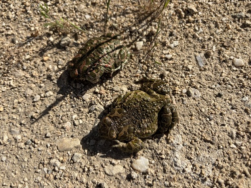 Green Toad