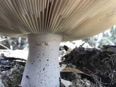 Amanita grossa