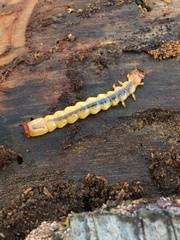 Dendroides canadensis