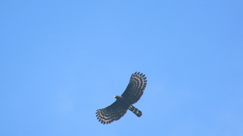 Black Hawk-Eagle
