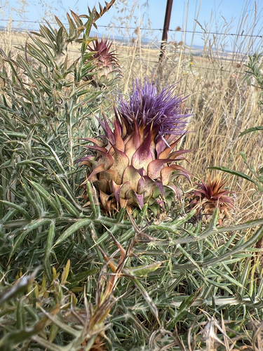 Dwarf Artichoke