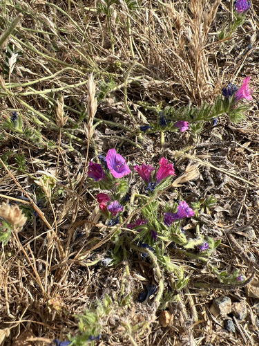 purple viper's-bugloss