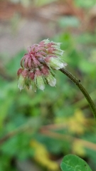 Trifolium carolinianum
