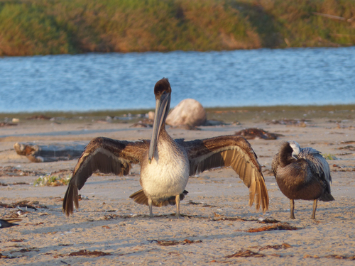iNaturalist observation photo of Brown Pelican