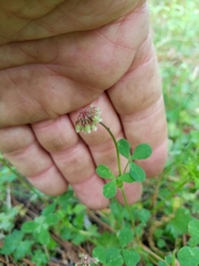 Trifolium carolinianum